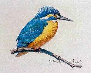 『博物誌』草地＿かわせみ